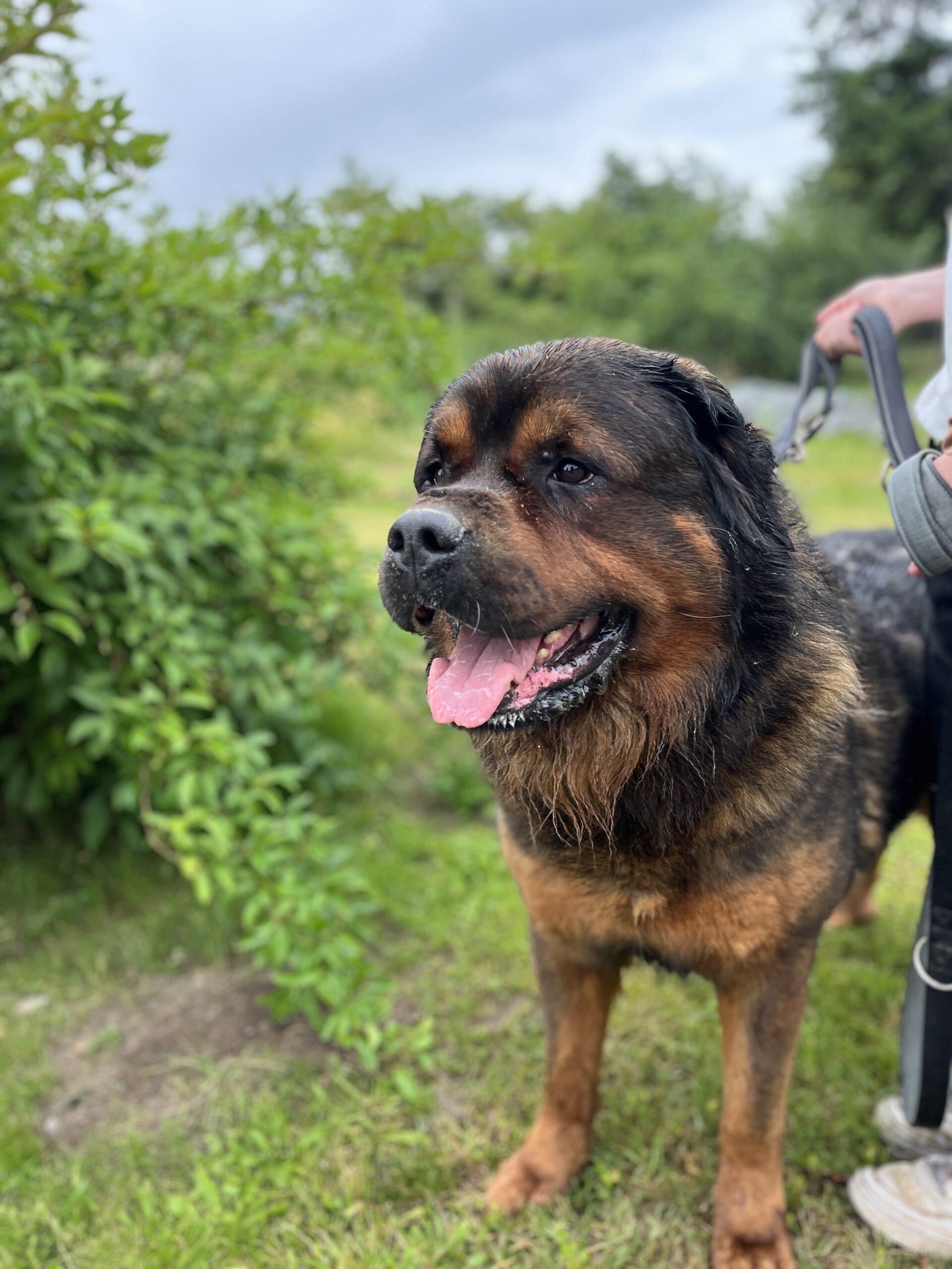 Bolle – Tierheim Malchow